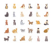 set of pets, different breeds of dogs and cats