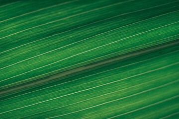 Poster - Blurred green texture background. Cropped shot of green leaf texture. Abstract nature background. Abstract texture background.