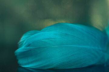 Poster - Beautiful blue Bird feather on a bokeh background.  Pattern background for design texture.  Macro view photography.