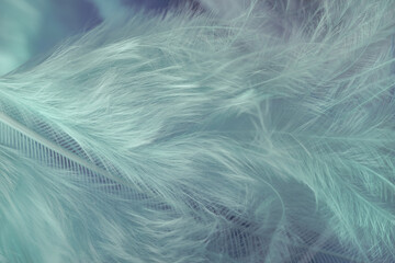 Poster - Close up Bird feather. Beautiful background texture. Macro photography view.