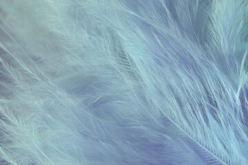 Poster - Close up Bird feather. Beautiful background texture. Macro photography view.