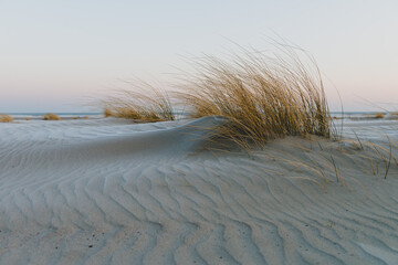 Blades of grass moving in the wind on sandy beach.