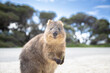 © Hideaki - The happiest animal Quokka is smiling and welcoming you to come to Rottnest Island in Perth Western Australia