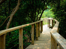 Wooden Bridge In The Hong Kong Wetland Park.