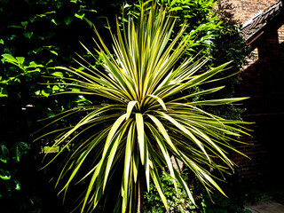 CORDYLINE EXPLOSION 