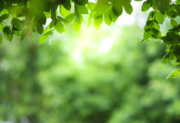 Wall Mural - Close up view of green leaf on greenery blurred background and sunlight  in garden using for natural green plant ,ecology and copy space for wallpaper and backdrop.