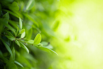 Wall Mural - Closeup beautiful view of nature green leaves on blurred greenery tree background with sunlight in public garden park. It is landscape ecology and copy space for wallpaper and backdrop.