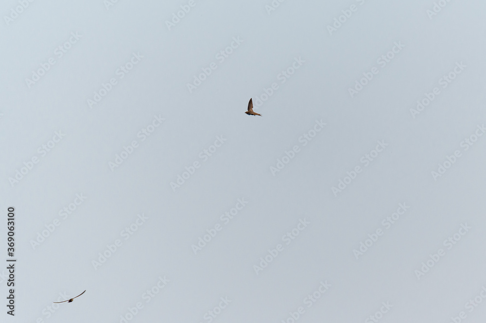 Common Swift, apodiform bird of the Apodidae family with the scientific ...