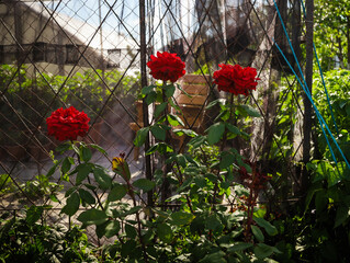 Wall Mural - red rose 