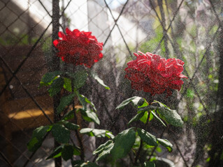 Wall Mural - red flowers in the garden