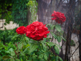 Wall Mural - red roses in garden