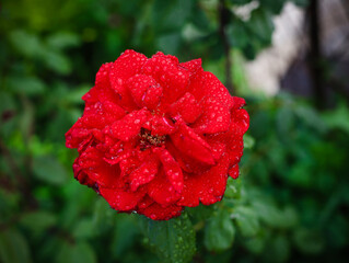 Wall Mural - red flower in the garden