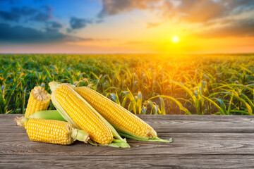 Wall Mural - Ripe corn on wooden table against background of corn field at sunset