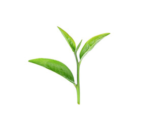 Wall Mural - Green tea leaf isolated on white background