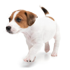 Wall Mural - Portrait cute happy puppy dog jack russell terrier playing isolated on white background.