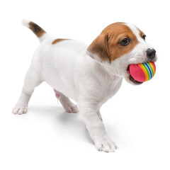 Wall Mural - Jack Russell Terrier puppy playing with toy and chew ball in mouth isolated on white background.