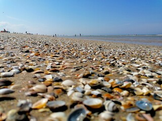 Wall Mural - Muscheln am Strand