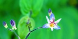 Fototapeta Storczyk - Kwiat trójsklepki owłosionej.  Roślinę często nazywa się potocznie storczykiem ogrodowym lub orchideą. 