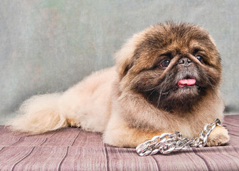 A Pekingese dog lies on a vintage background. Decorative dog breed. Breed haircut.