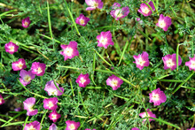 Pink Flowers Callirhoe Involucrata Callirhoe Coverlet In The Garden
