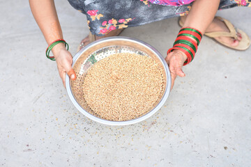 Indian woman cleaning wheat (Gehu) at home, cleaning wheat 