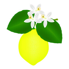 Wall Mural - Branch with flowers and lemon.