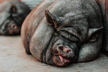 A Purebred Black Pig Is Sleeping On The Farm. The Happy Pig Stuck Out Her Tongue.
