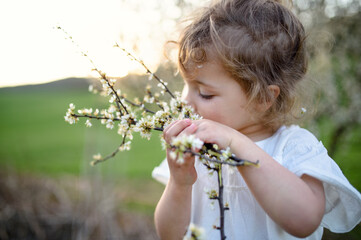 Small toddler girl standing on meadow outdoors in summer, smelling flowers.