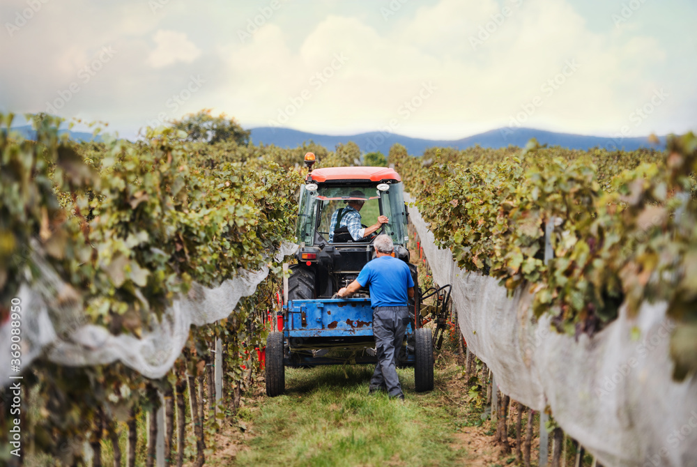 Rear view of tractor with farmers in vineyard, grape harvest concept. - obrazy, fototapety, plakaty 