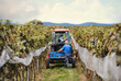 Rear view of tractor with farmers in vineyard, grape harvest concept.