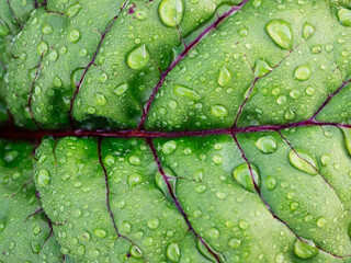 Drops of dew or rain on the leaves of beets or lettuce, close-up. Juicy background or texture of organic vegetables, proper healthy nutrition, vegetarianism. Ingredients for vitamin salad. Gardening