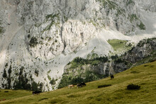 Scenic View Of A Rural Mountain Landscape, With A Cows.