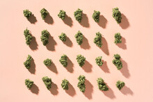 Dried Cannabis Buds