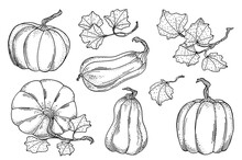 Outline Vector Pumpkins With Leaves Set. Hand Drawn Black Contour Gourds Isolated On White Background. Vintage Autumn Vegetable Collection For Cards, Coloring Book, Decoration.