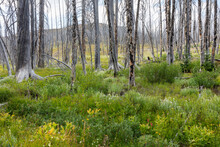 Recovering Subalpine Forest And Wildflower Meadow In Summer, Wildfire Damaged Trees In Distance