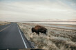 © Chelsea Victoria/Stocksy - A bison by the road in antelope island