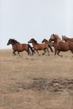 Portrait Of Wild Horses In The Mountain