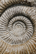 Prehistoric Ammonite Fossil With Brown And Neutral Tones