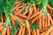 © Jeremy Pawlowski/Stocksy - Fresh And Organic Carrots
