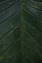A Symmetrical Dark Green Leaf With Bits Of Moss On Top Of It That Is Divided By Straight Lines Coming From The Nerves