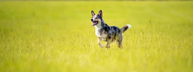 Koolie Australian working herding dog or German Coolie. Australia original  working herding dog. Running and playing in a green open field