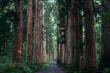 © Tatsuya Kanabe/Stocksy - Straight Way Lined with Huge Sequoia Trees at Japanese Shrine