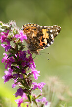 Painted Lady Butterfly On Flower