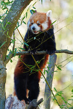 View Of A Red Panda (Ailurus Fulgens) In An Outdoor Park