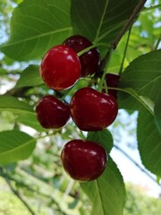 cherries on a tree with green leaves close up