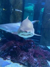 Shark In Aquarium