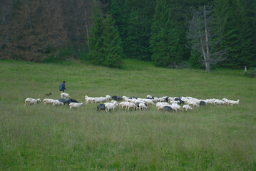 Shepherd with sheep in the meadow