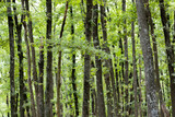 Fototapeta Panele - Green trees forest