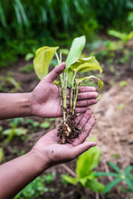 Turmeric Plant And Roots - Fresh And Organic