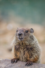 Poster - Adorable young Groundhog (Marmota Monax) closeup looking straight in soft beatiful light